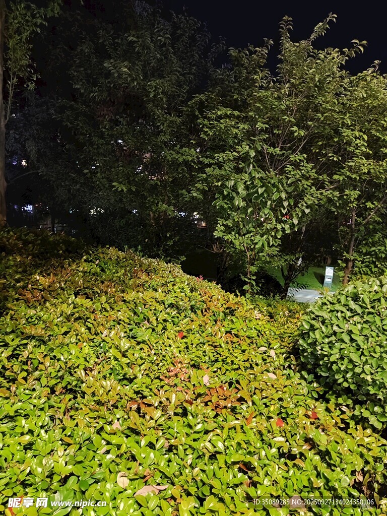 夜晚绿植景观