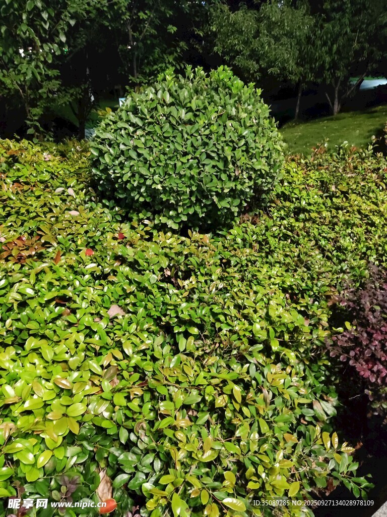 绿意盎然的园林植物景观