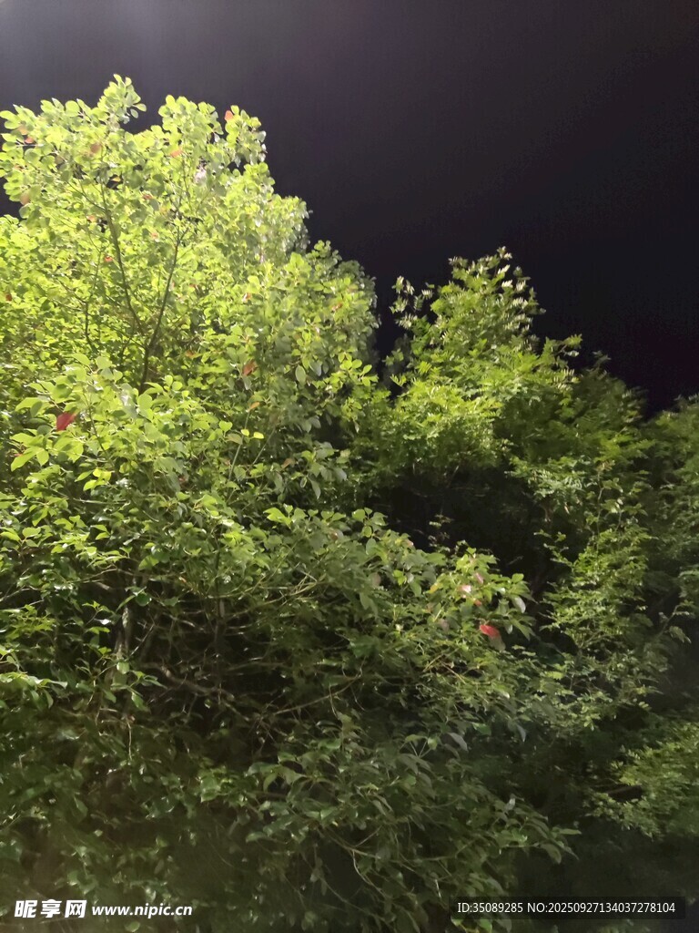 夜晚葱郁的绿树景观