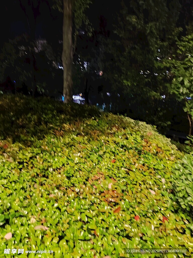 夜幕下的葱郁绿植