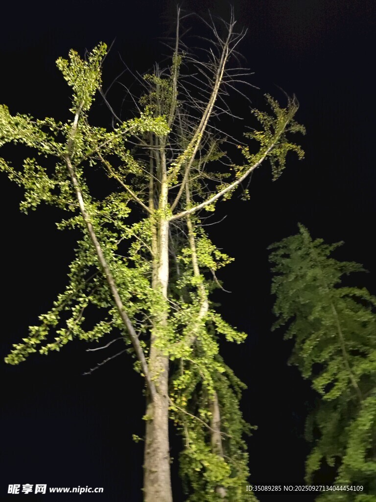 夜间绿植特写