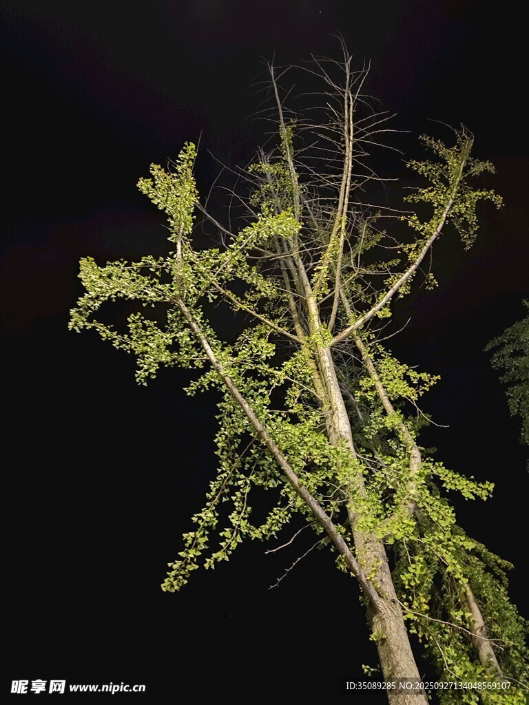 夜中孤树展新绿