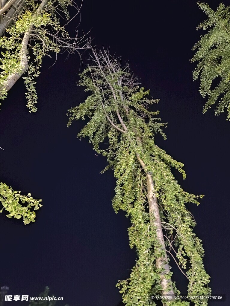 夜空中的葱郁树枝
