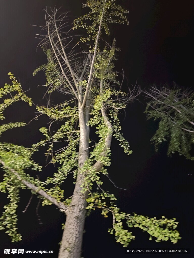 夜中孤树绽新绿