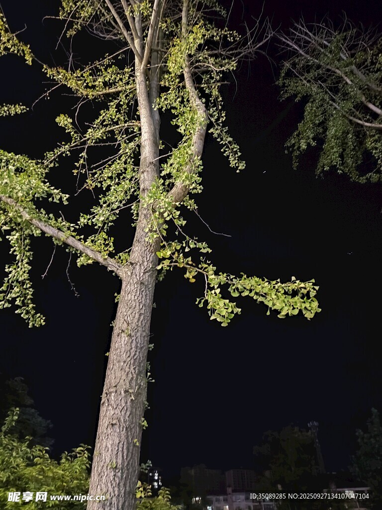 夜中挺拔绿树