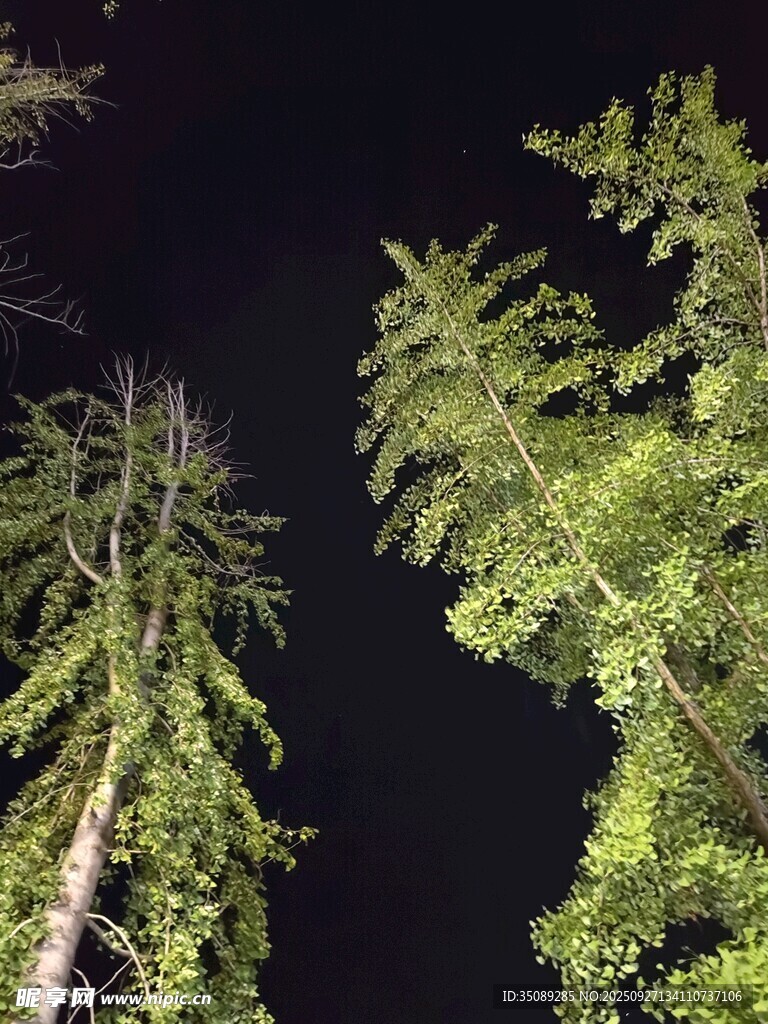 夜空下的挺拔树木