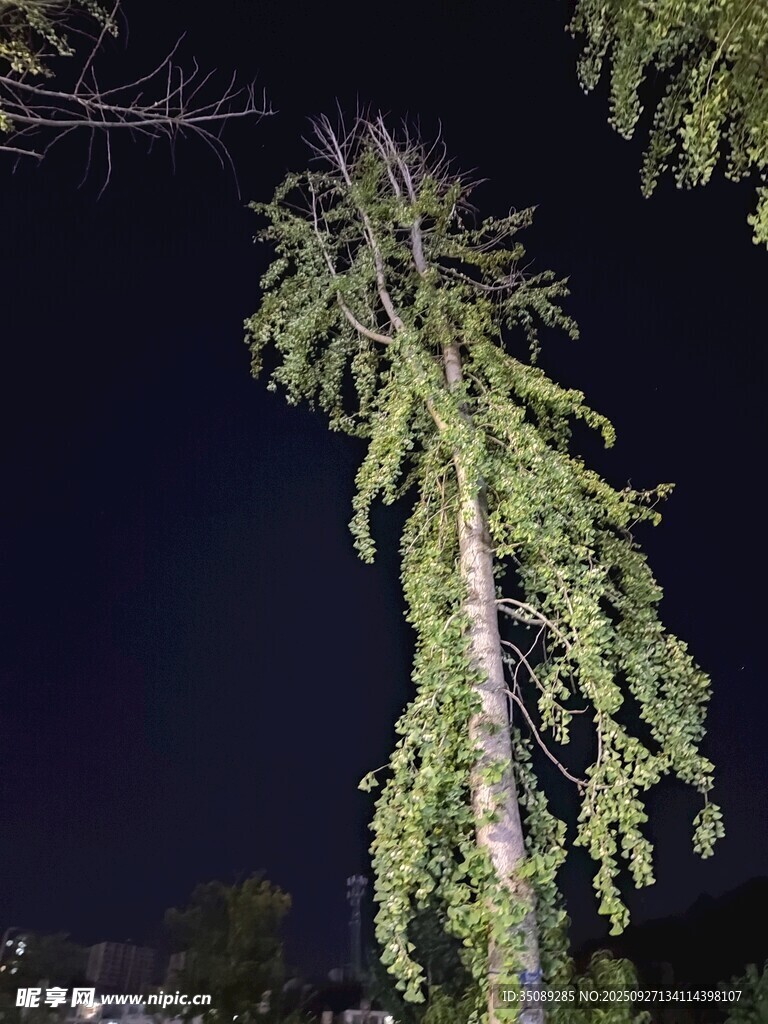 夜下垂枝树