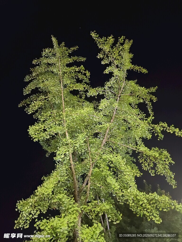 翠绿小树生机盎然