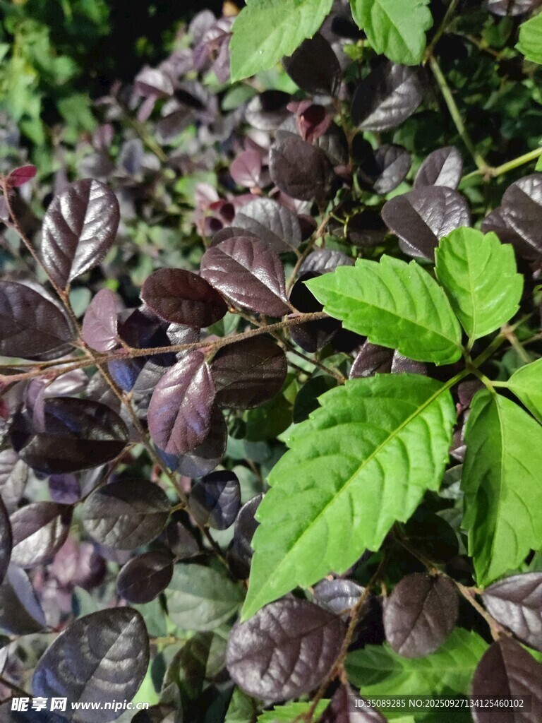 紫绿相间的多彩植物叶片