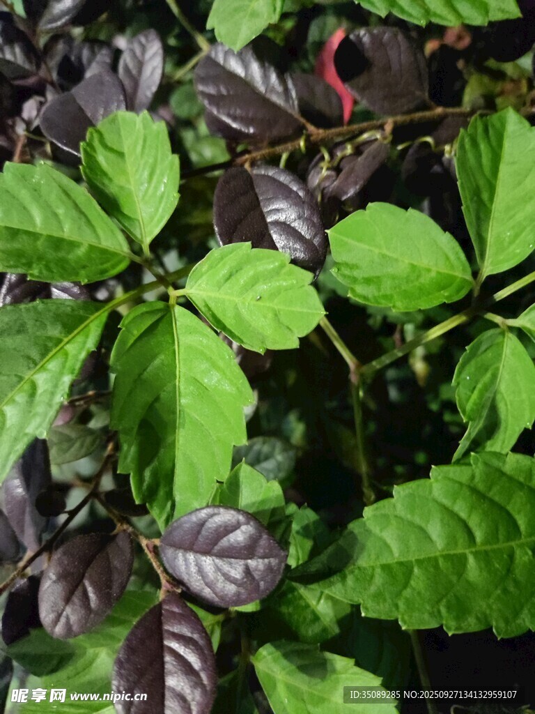 翠绿与紫叶交织的植物