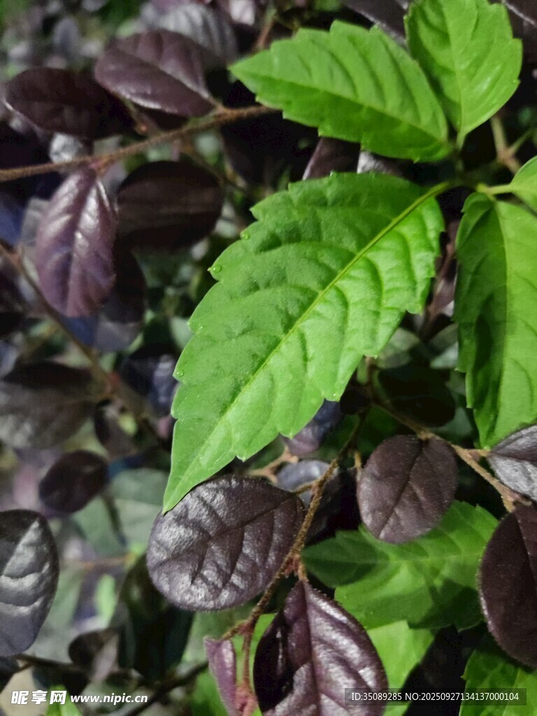 绿叶与紫叶的植物特写