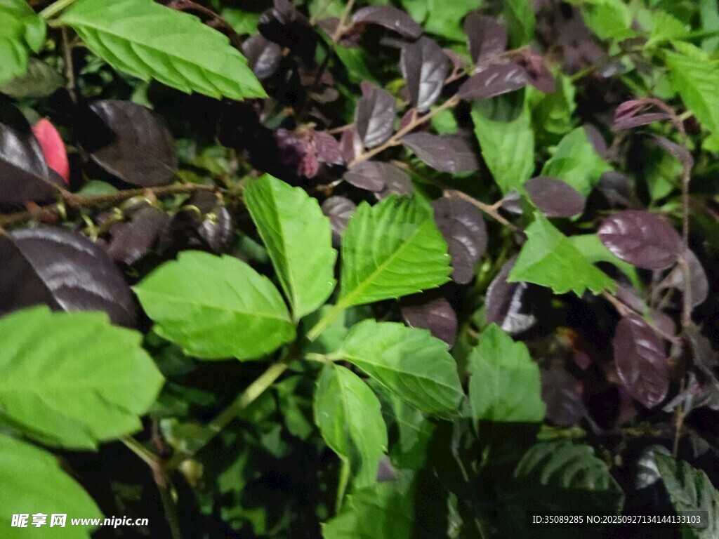 多彩叶片植物特写
