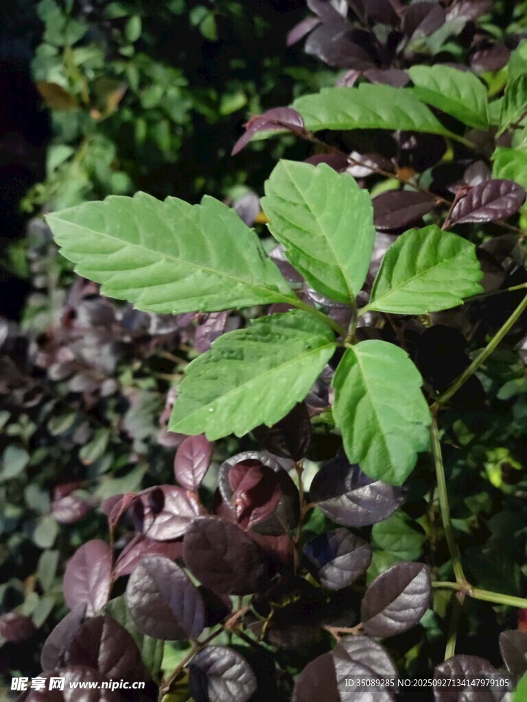 绿叶紫叶植物特写