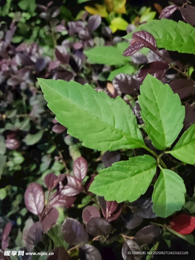 嫩绿叶片与紫叶植物相伴
