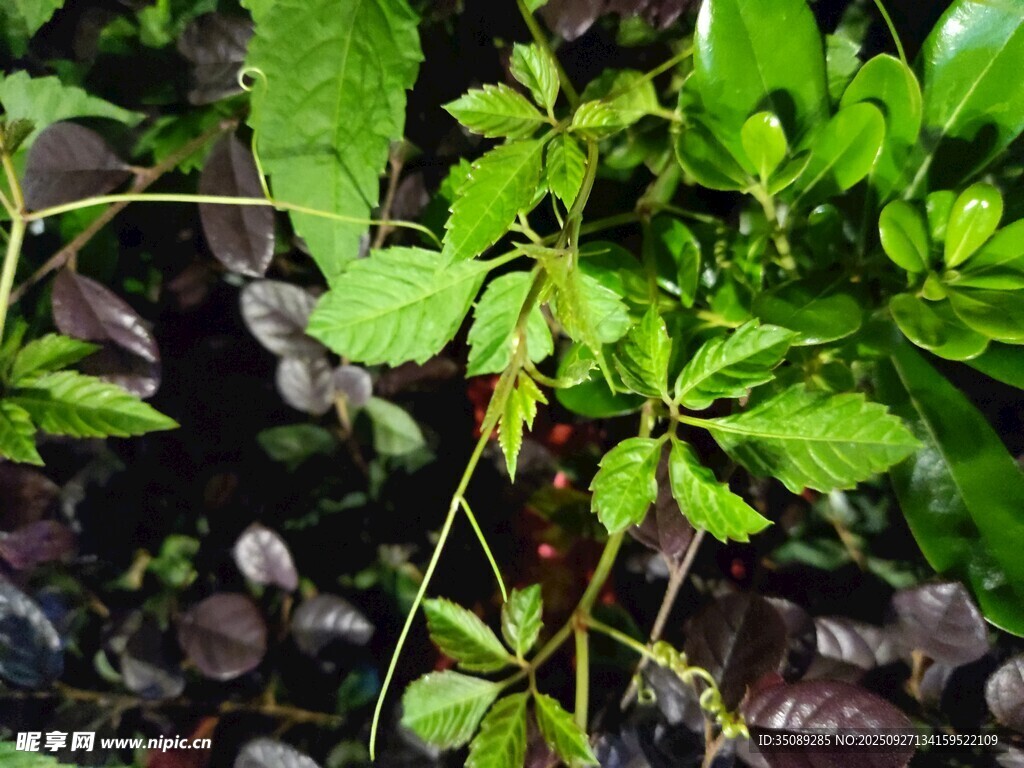 绿叶间的藤蔓植物