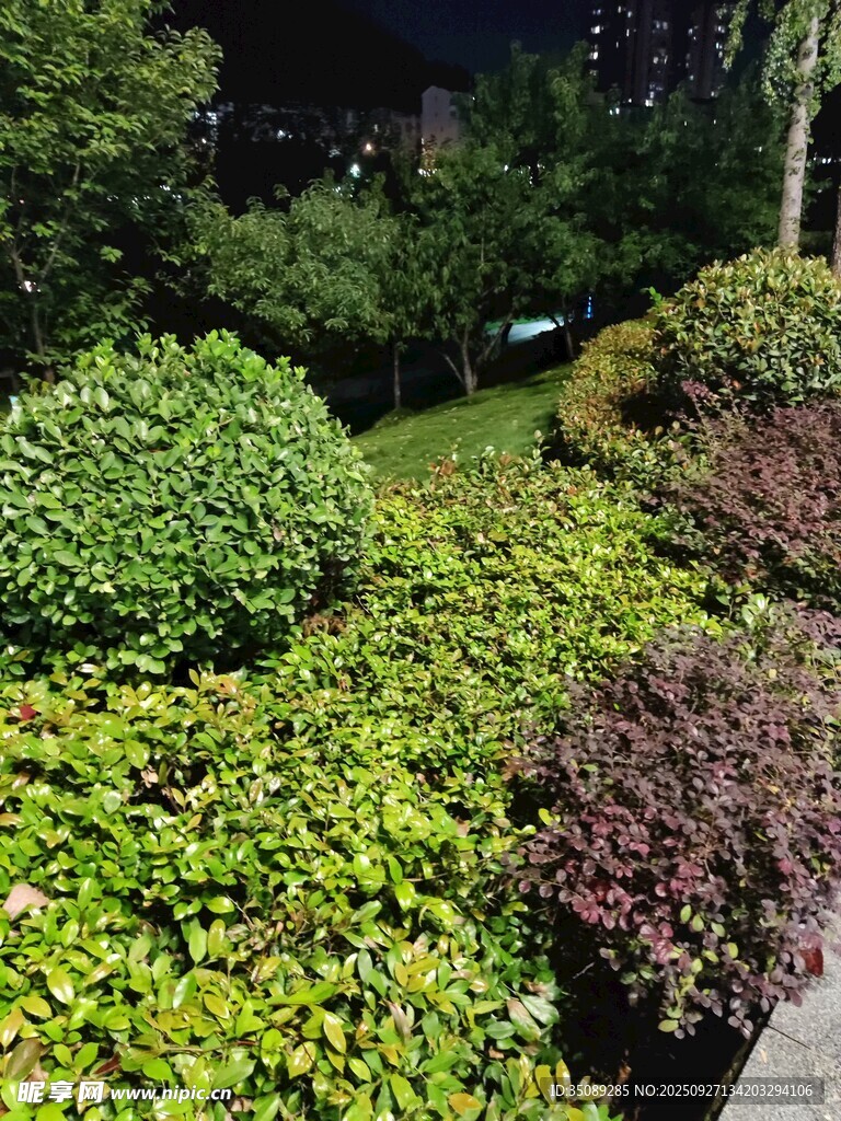 夜晚绿植景观