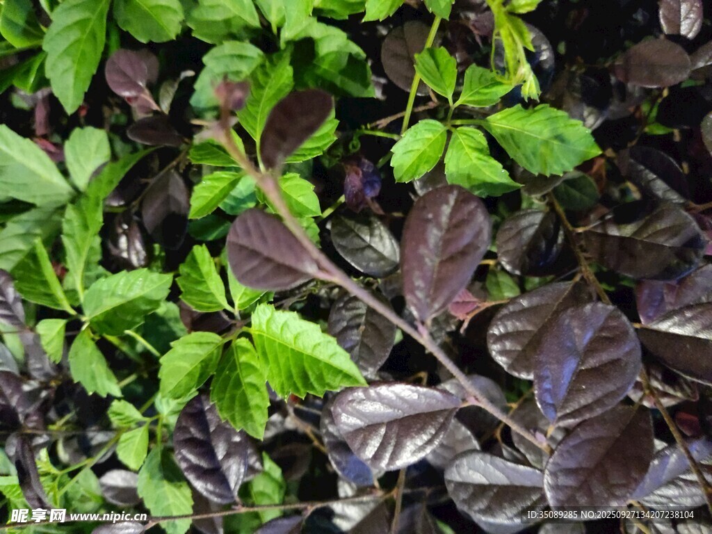 多彩叶片植物景观