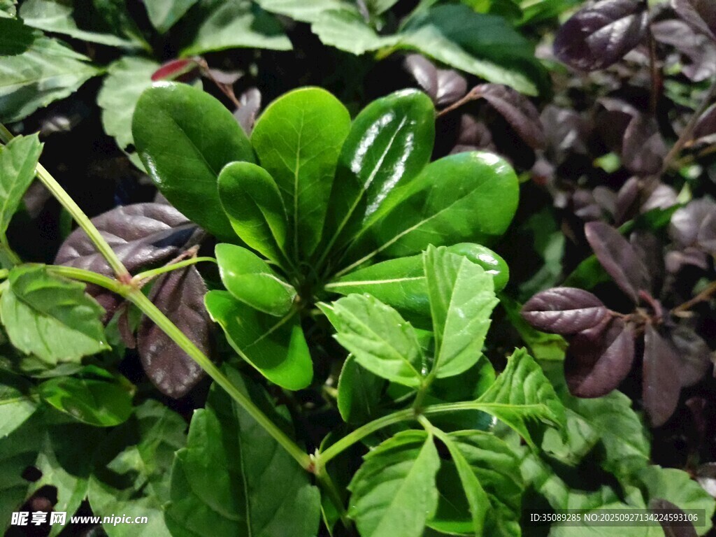 绿叶紫叶植物特写