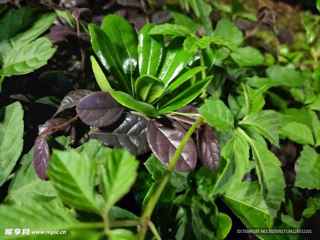 绿叶间的紫色植物