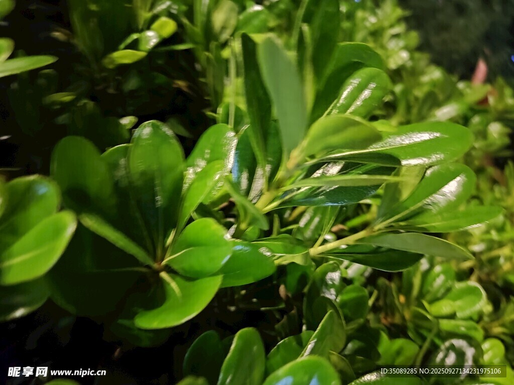 翠绿叶片的生机植物