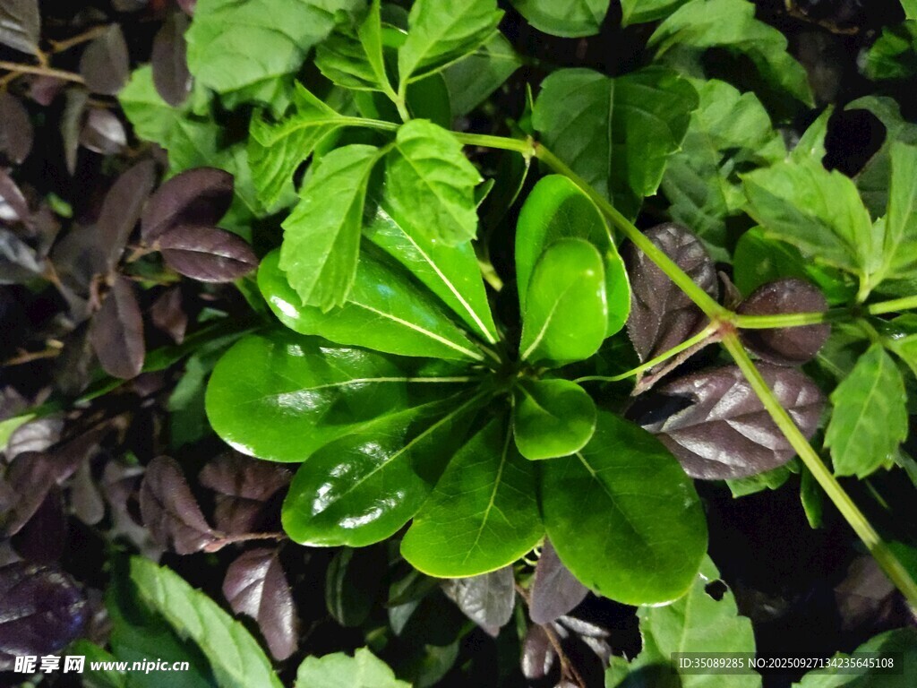 翠绿繁茂的生机植物