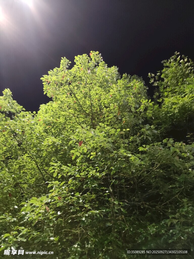 月夜下的葱郁绿树