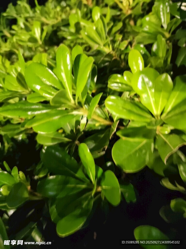 翠绿叶片生机勃勃的植物