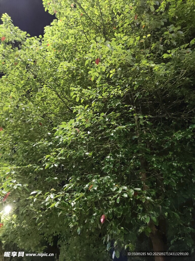 夜晚葱郁绿树景观