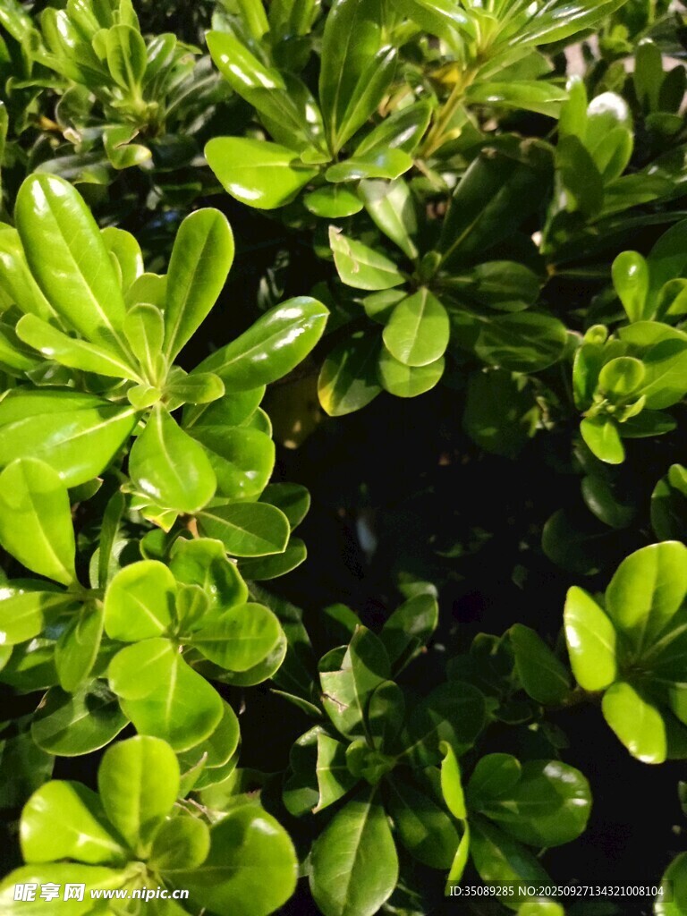 翠绿繁茂的叶片植物