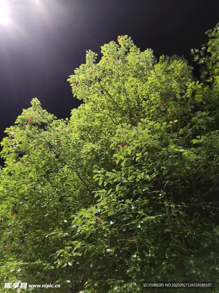 月夜下的葱郁树梢