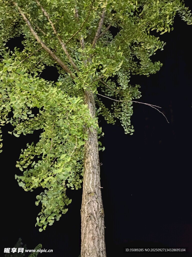 夜晚中的挺拔绿树