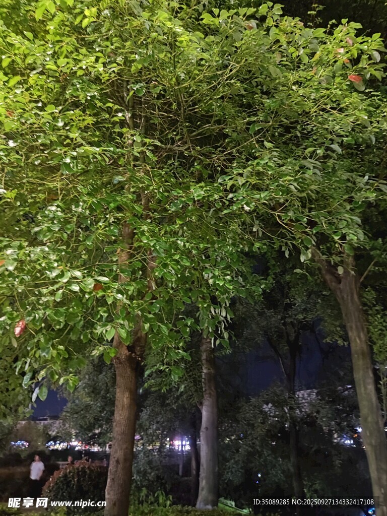 夜晚葱郁树木景观