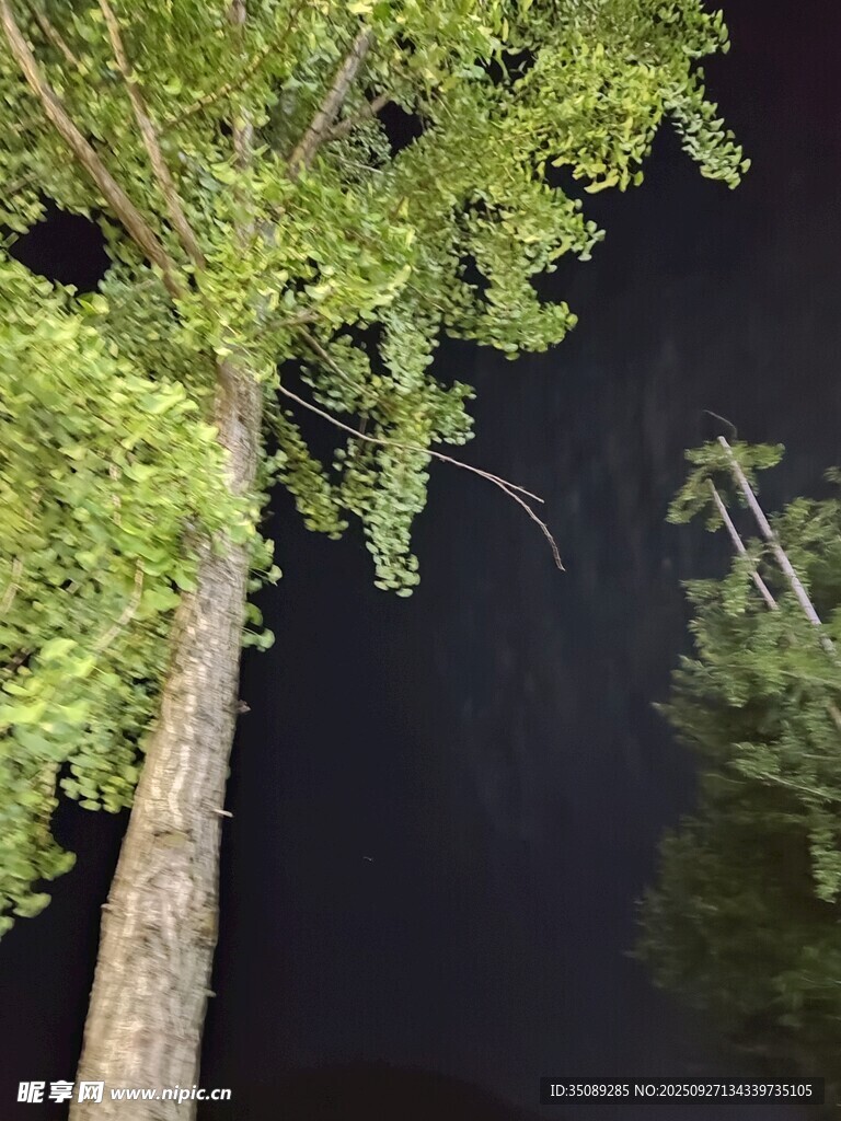 夜晚中的挺拔绿树