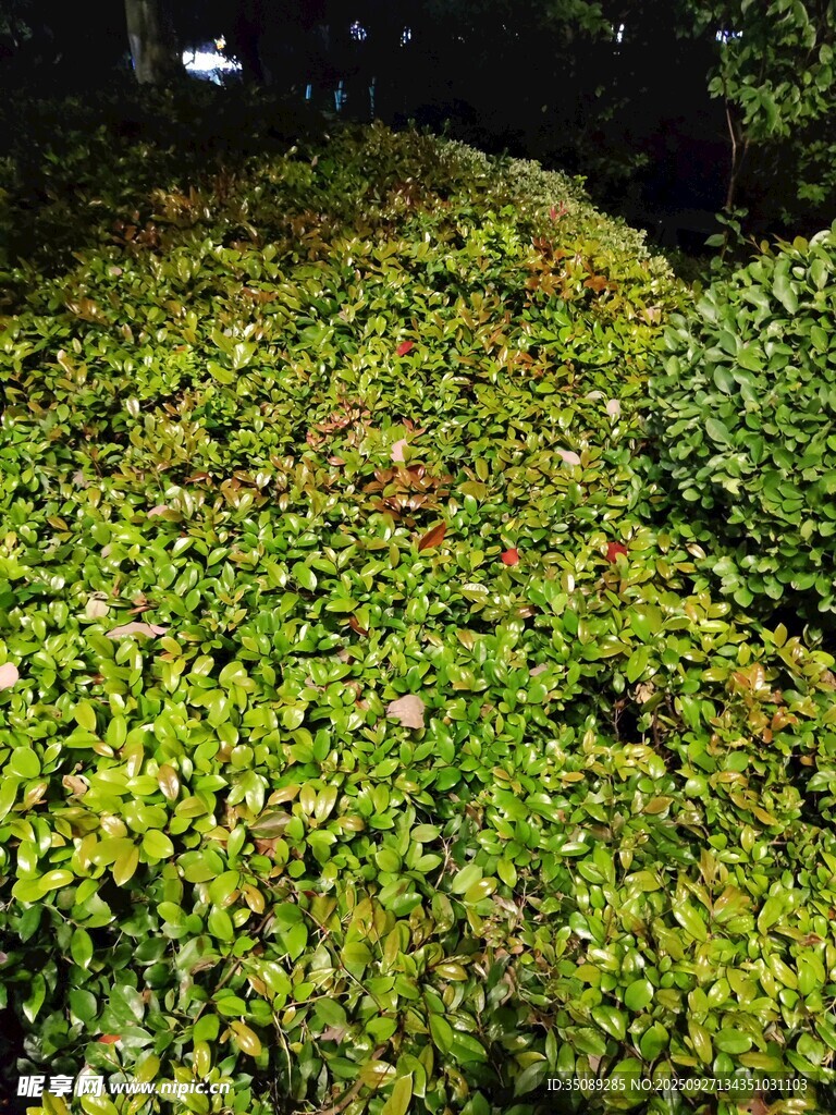 繁茂绿植展现自然生机