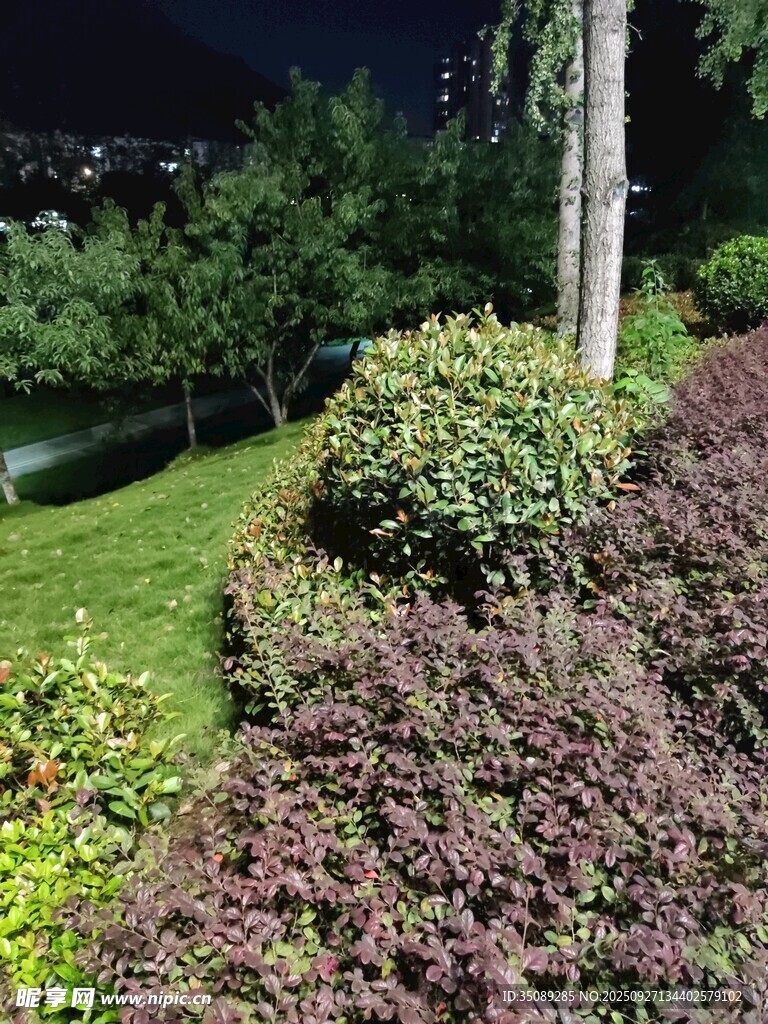 夜晚花园绿植景观