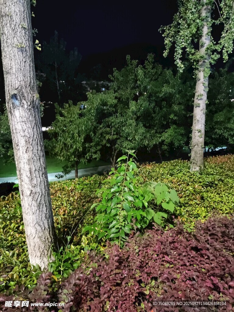 夜间园林绿植景观
