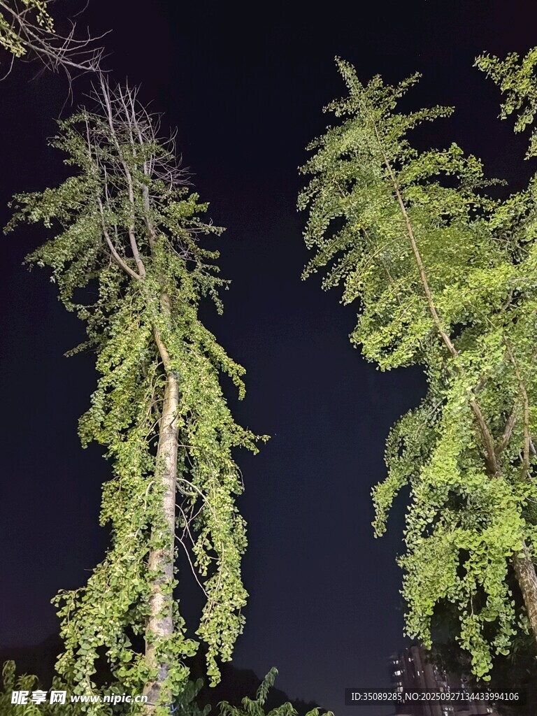 夜空下的葱郁树木