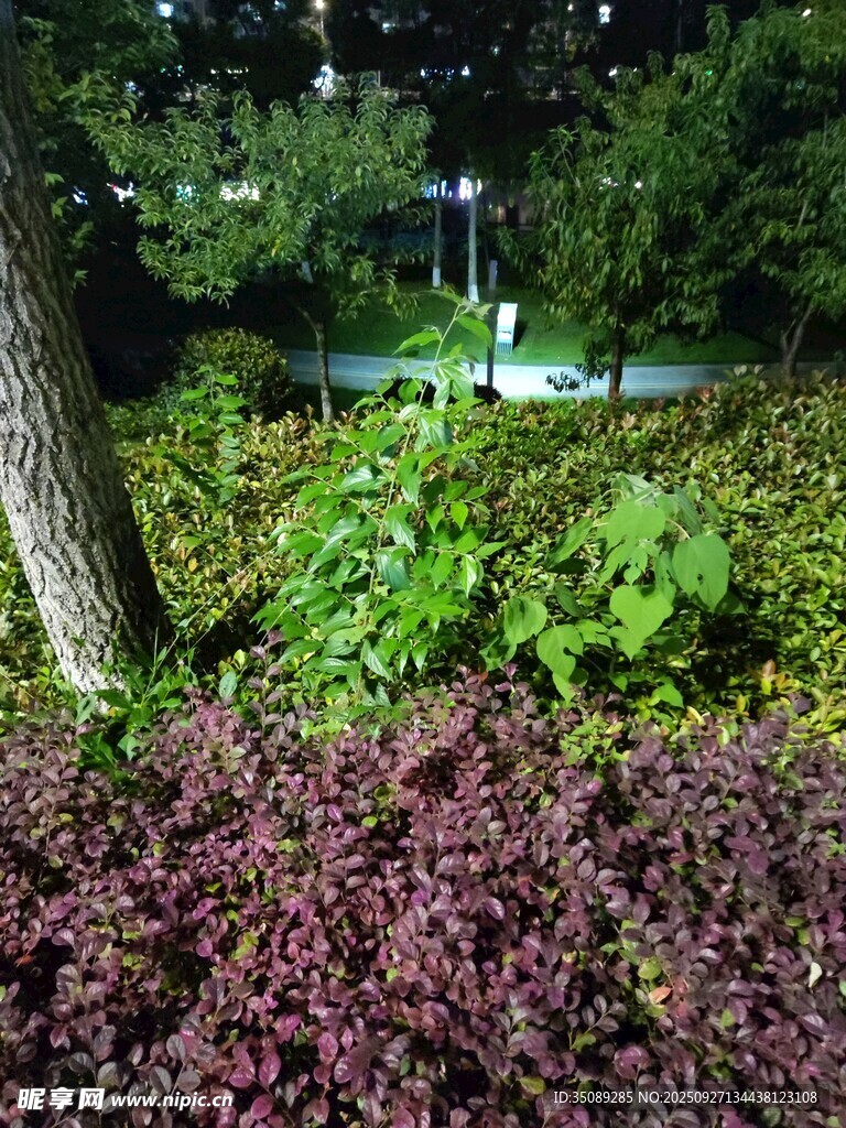 园林植物景观