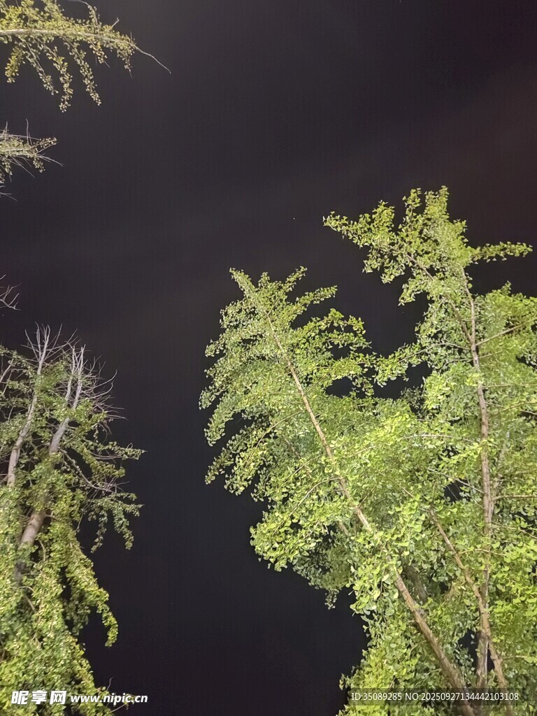 夜空下的翠绿植物
