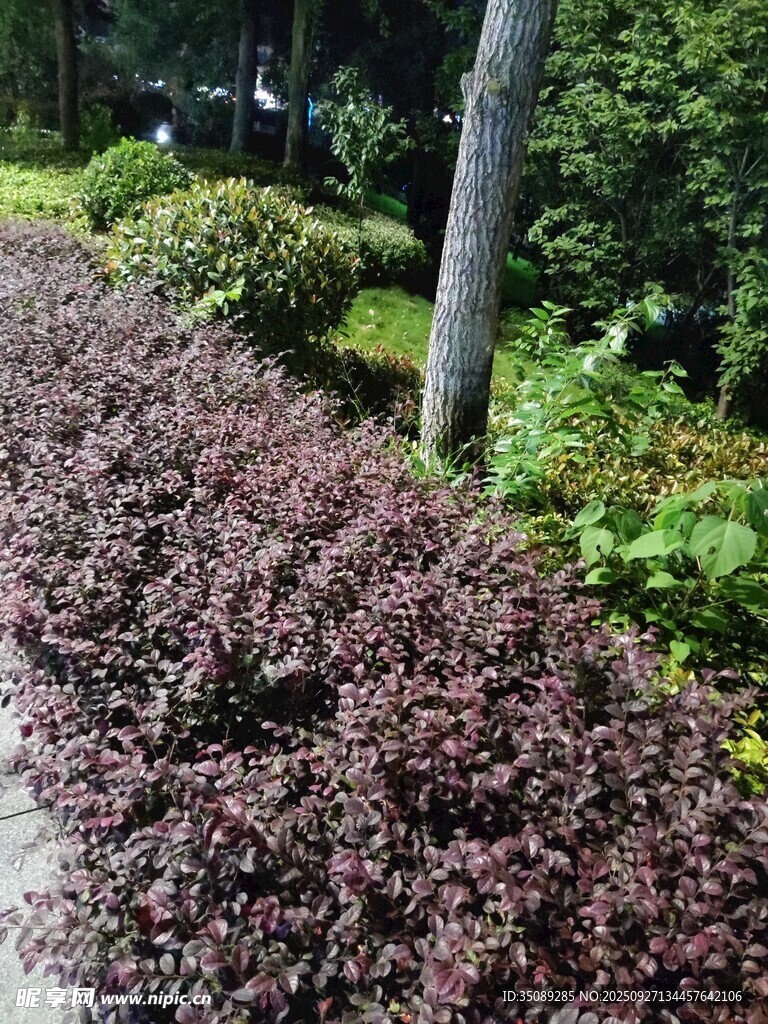 多彩植物装点的园林景观