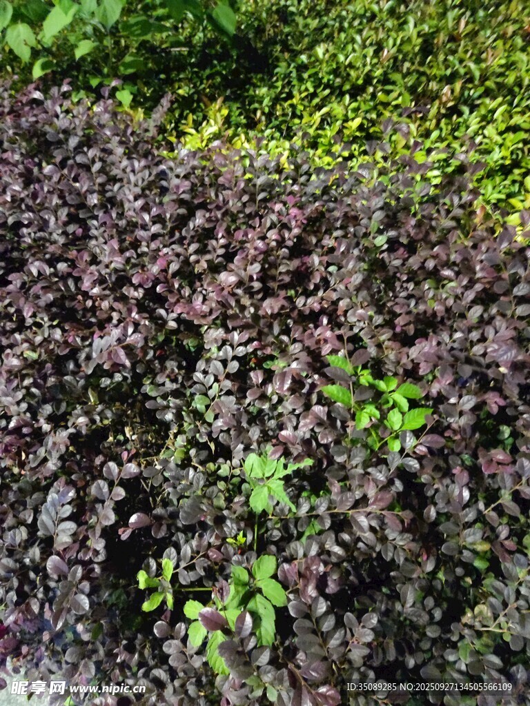 紫叶植物与绿叶植物交织