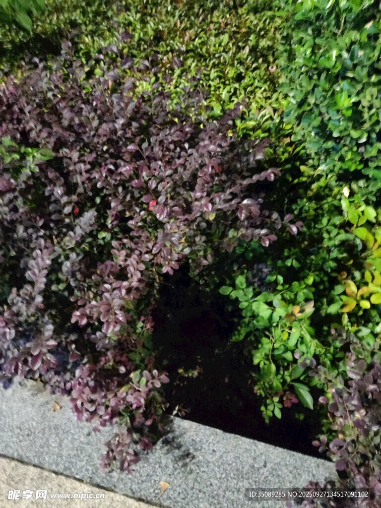 多彩植物景观