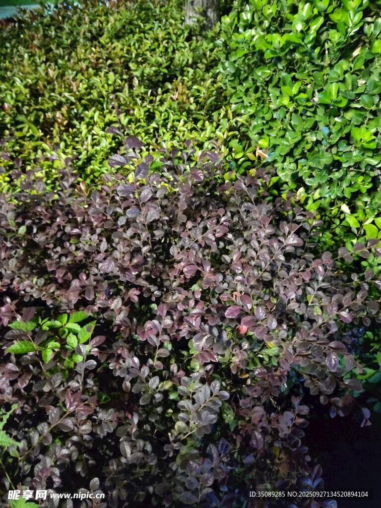 多彩植物景观