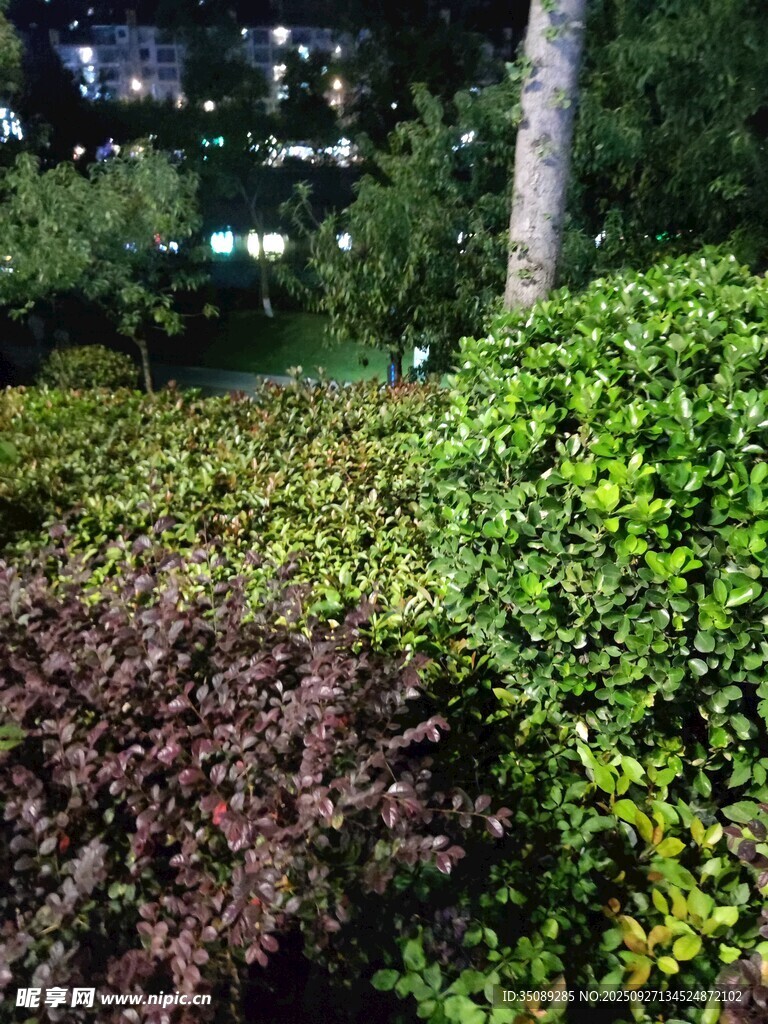 夜晚绿植景观
