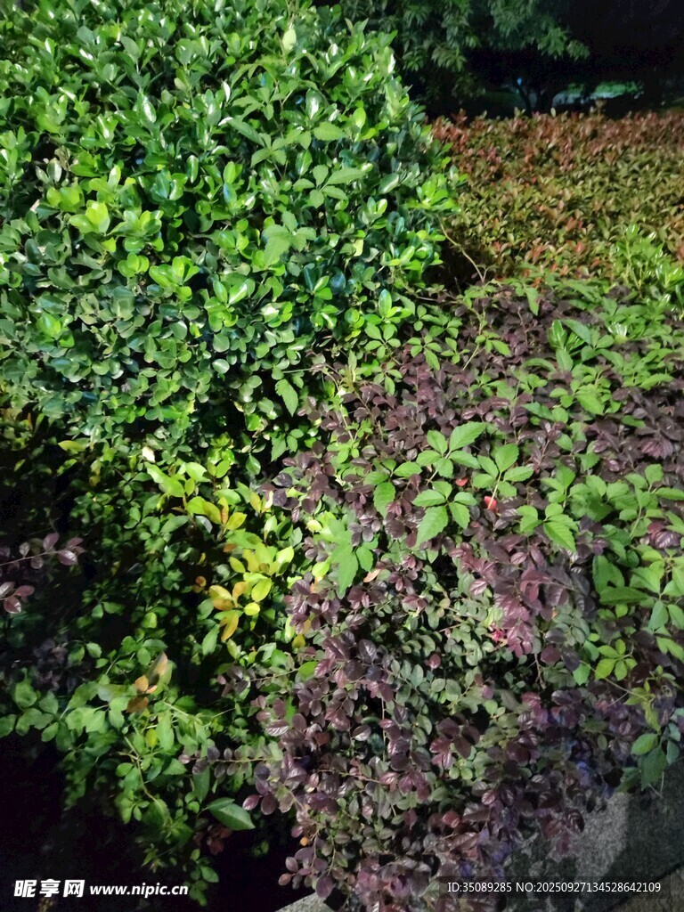 多彩绿植景观