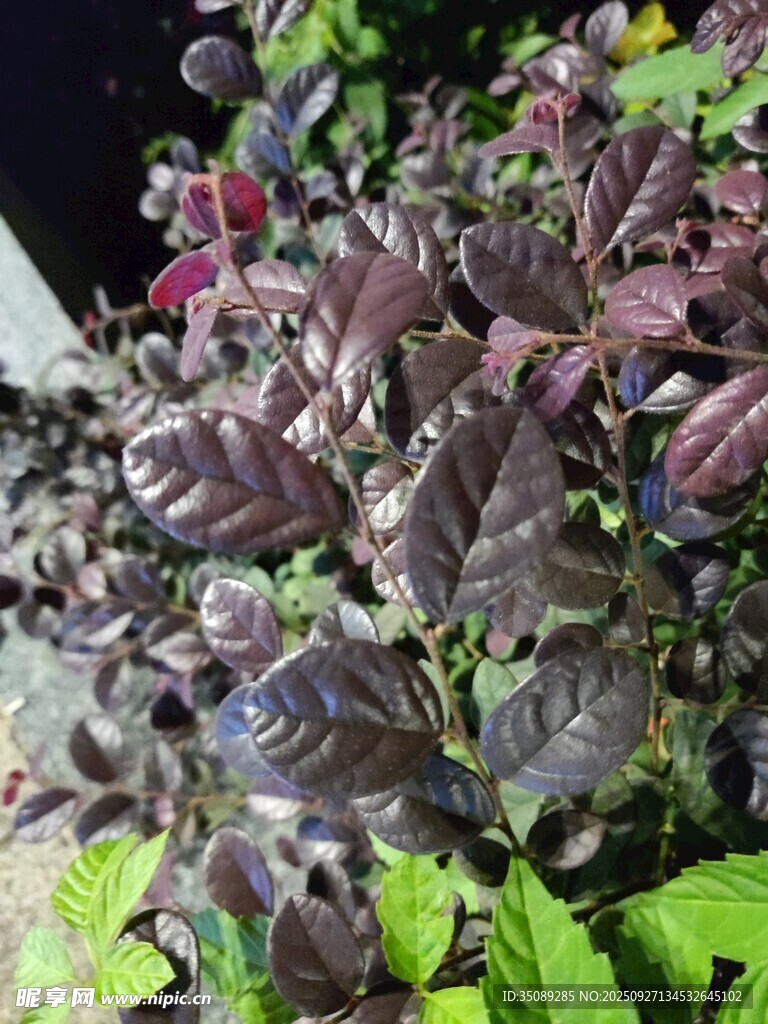 紫叶植物特写