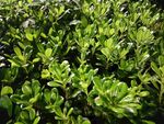 翠绿繁茂的绿植景观