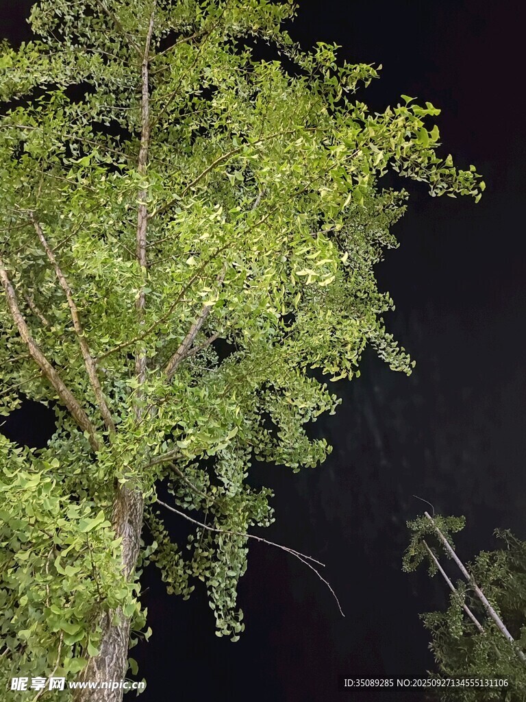 夜晚中的葱郁树木