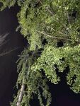 夜下葱郁树枝