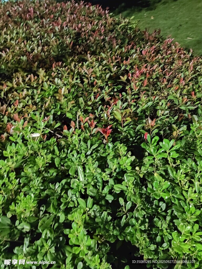 多彩绿植景观